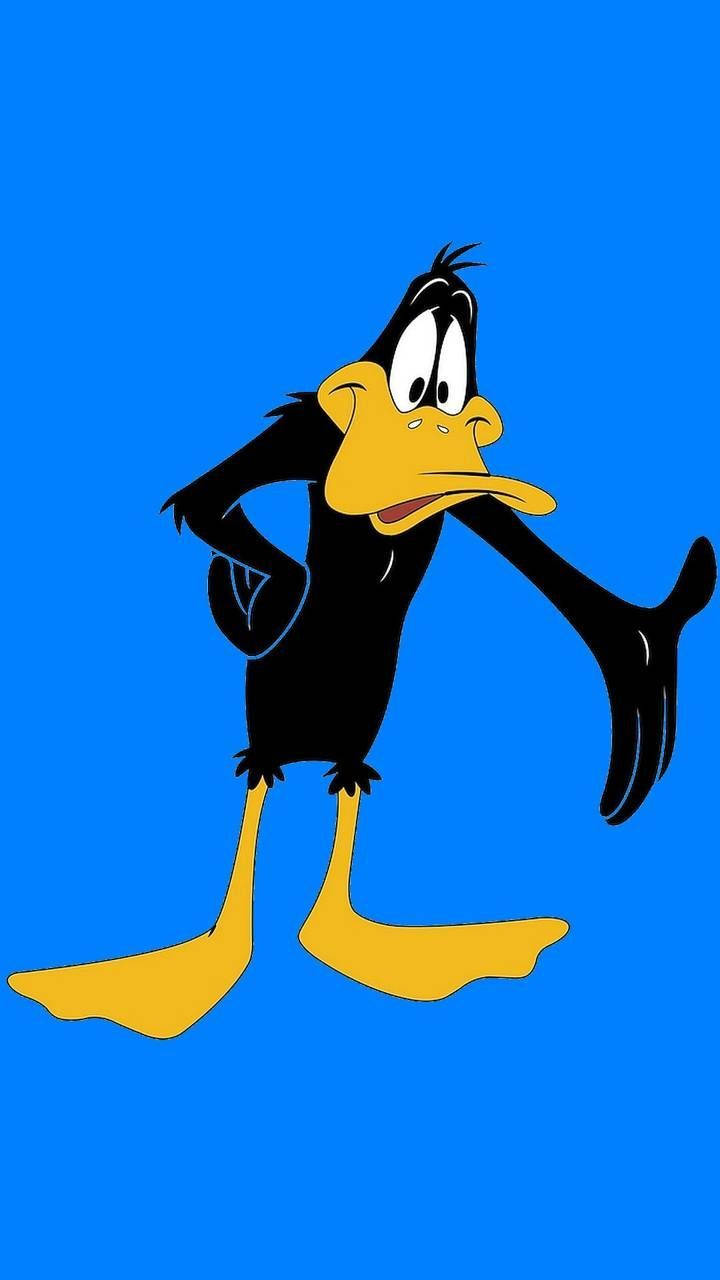 Simple Photo Of Daffy Duck Wallpaper
