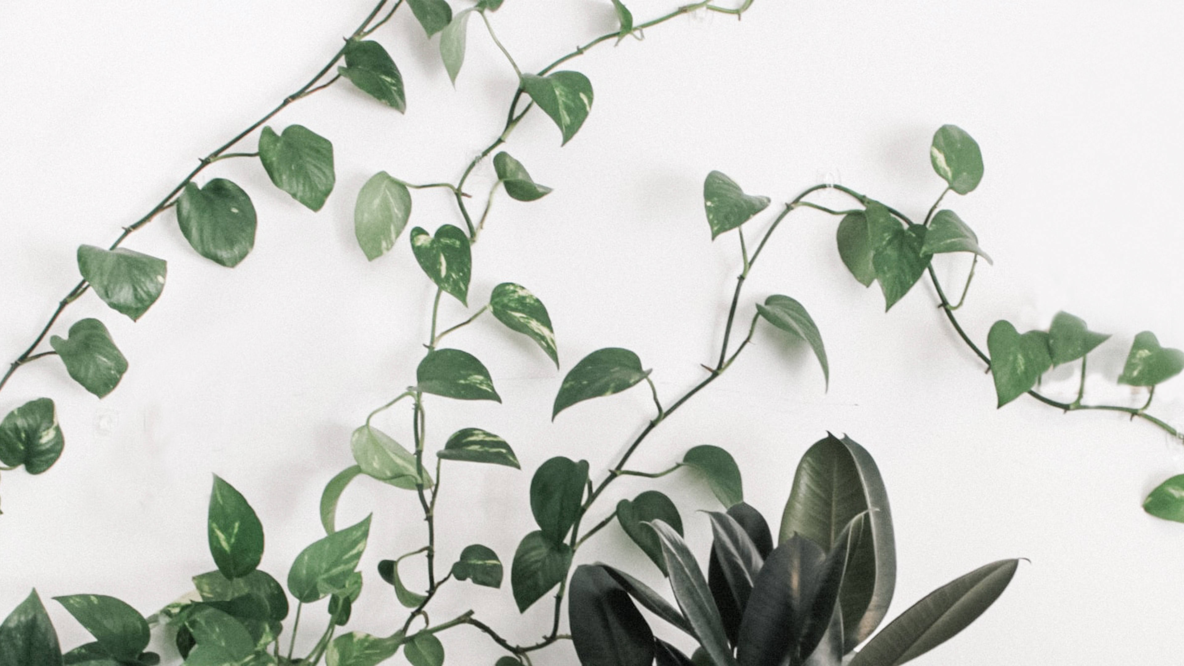 Simplicity In Nature - Minimalist Plant Design Wallpaper