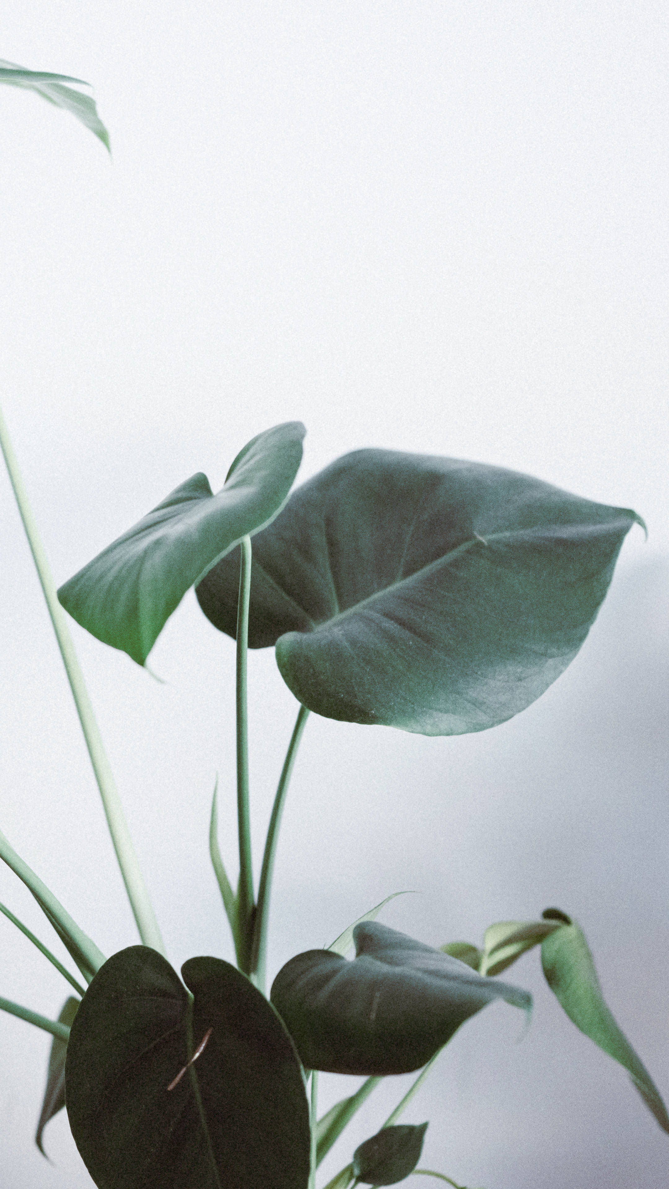 Simplicity In Nature - Minimalistic Monstera Plant Wallpaper