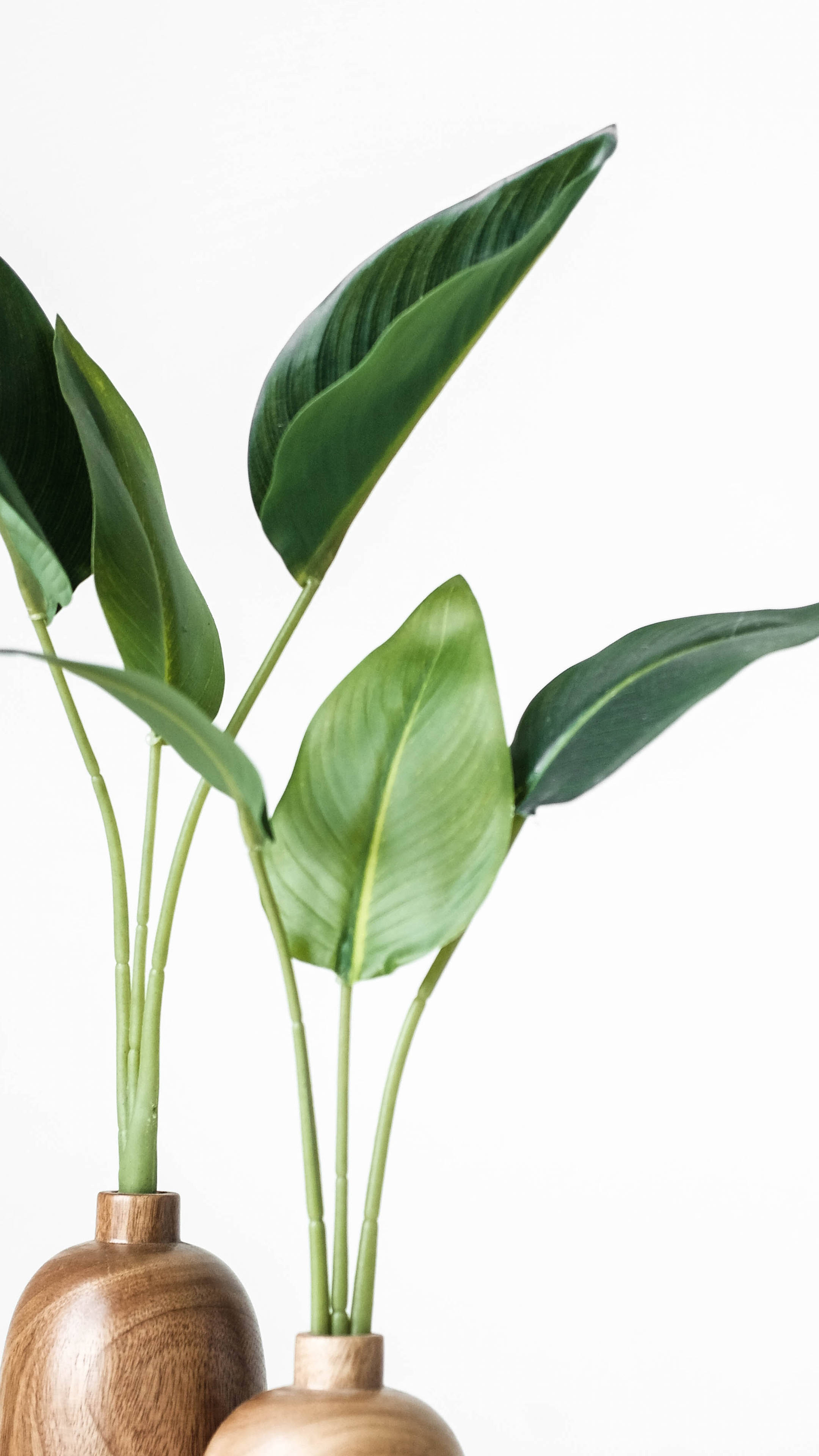 Simplicity Meets Nature - Minimalist Plant In Wooden Vase Wallpaper