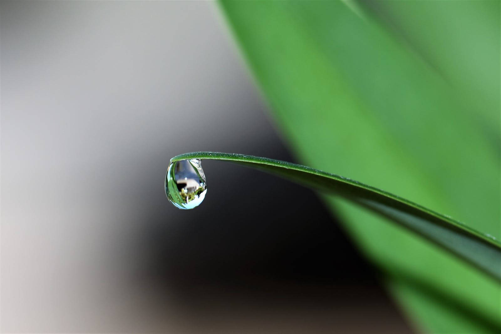 Single Water Droplet On Leaf Tip Wallpaper