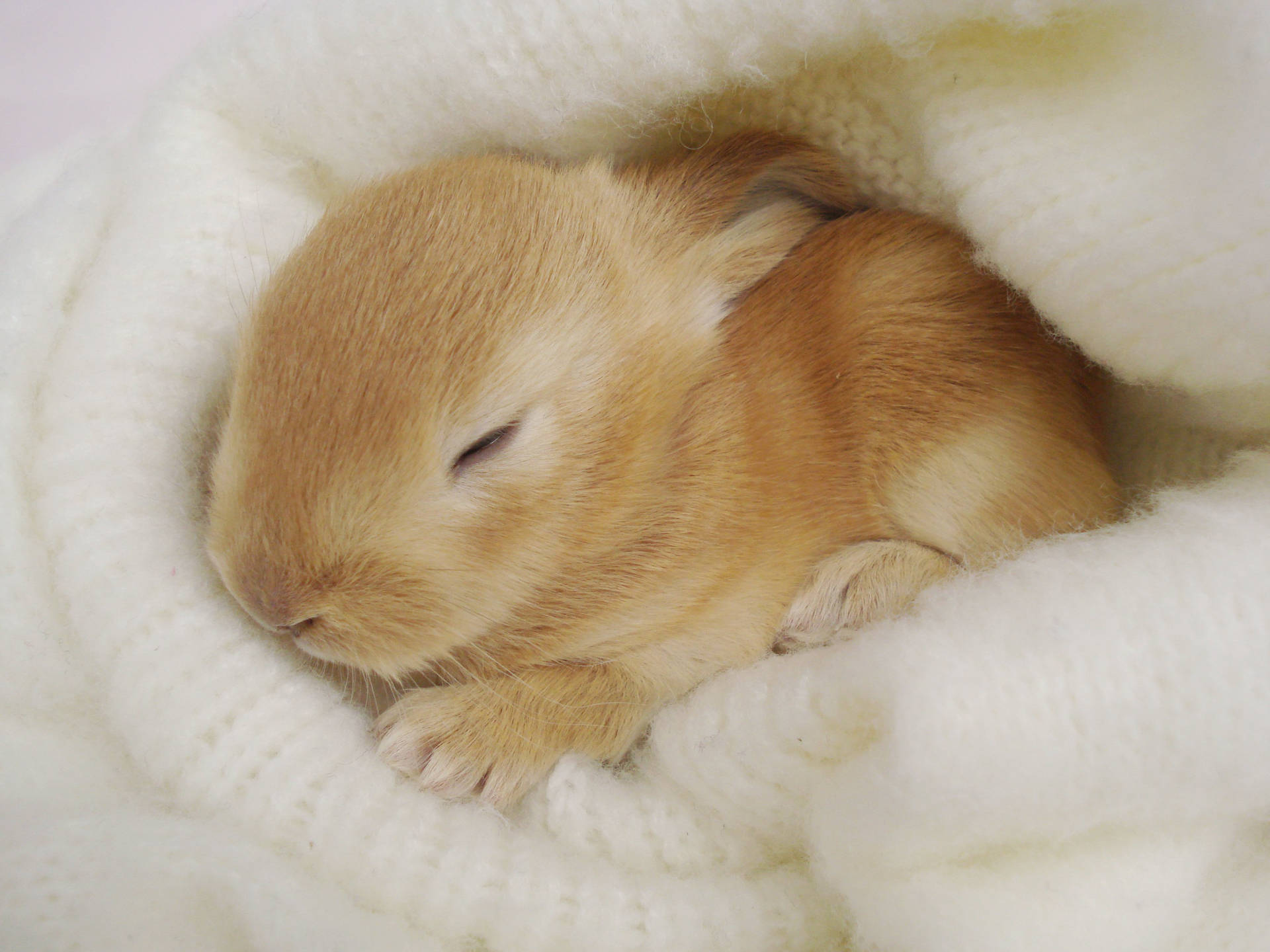 Sleeping Brown Baby Bunny Wallpaper