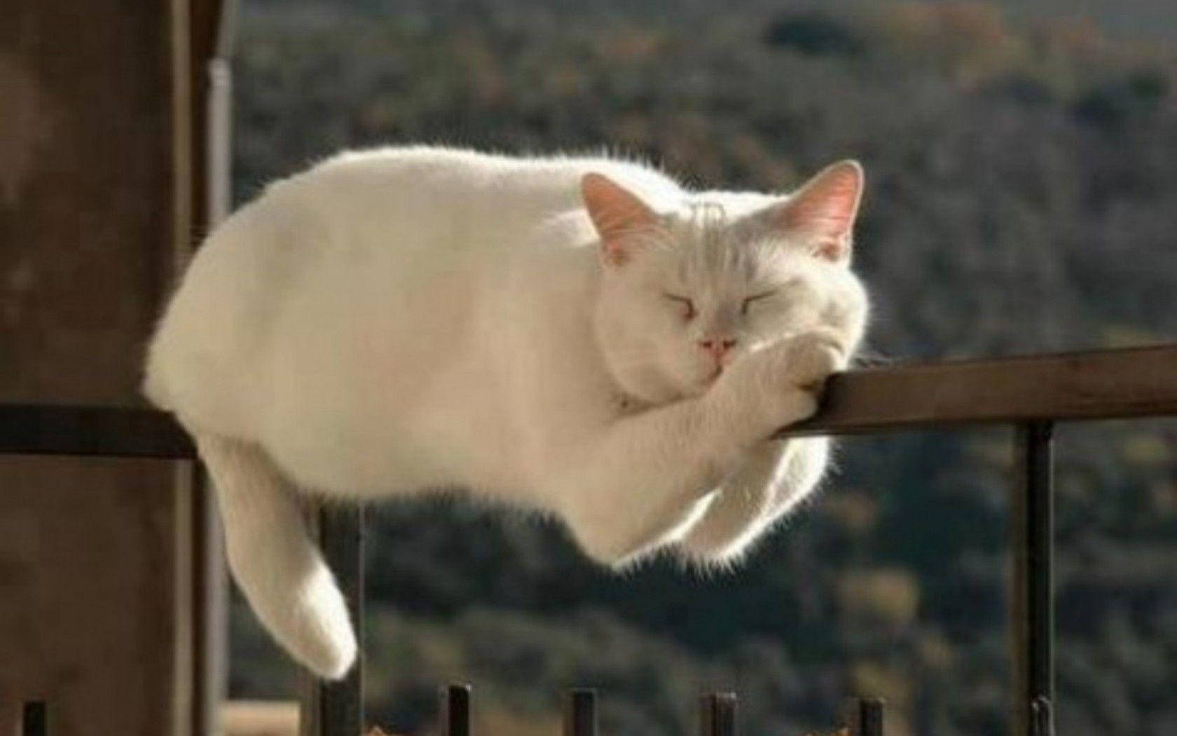 Sleeping Cat Funny Meme Wallpaper