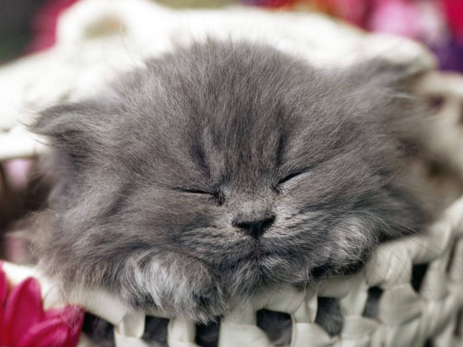 Sleeping Grey Cat Wallpaper