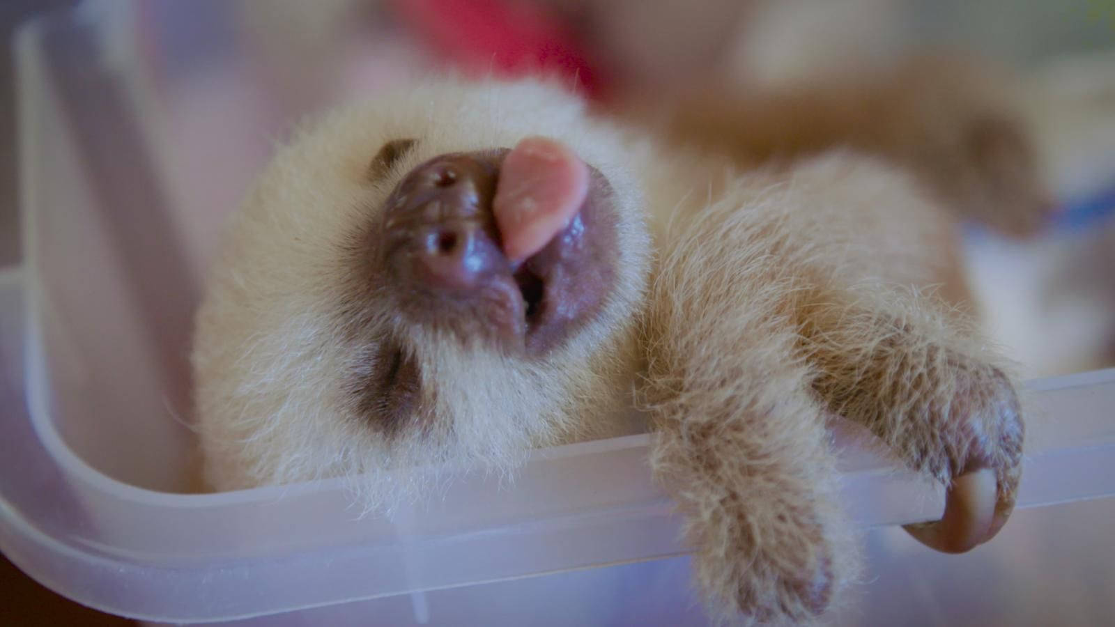 Sleeping White Baby Sloth Wallpaper