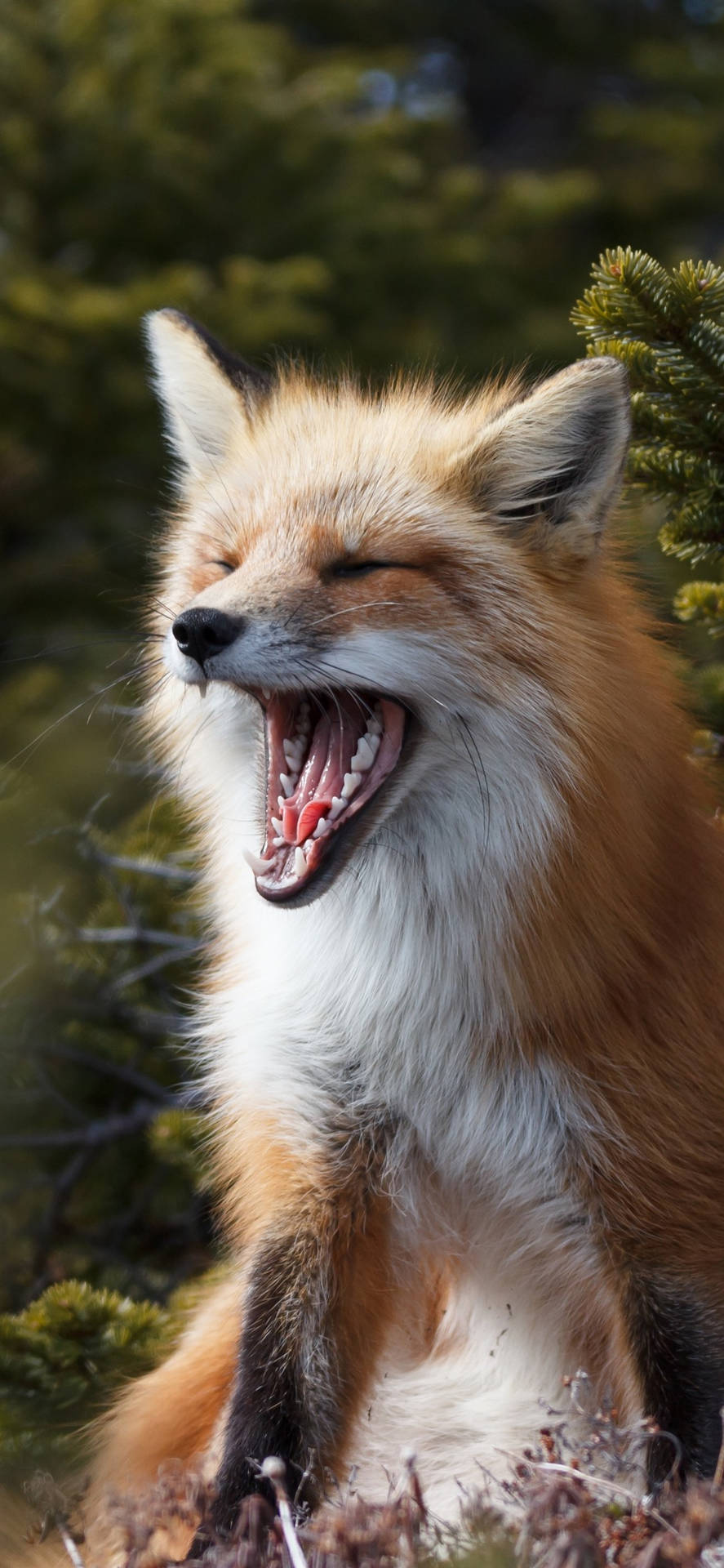 Download free Sleepy Cute Fox Wallpaper - MrWallpaper.com