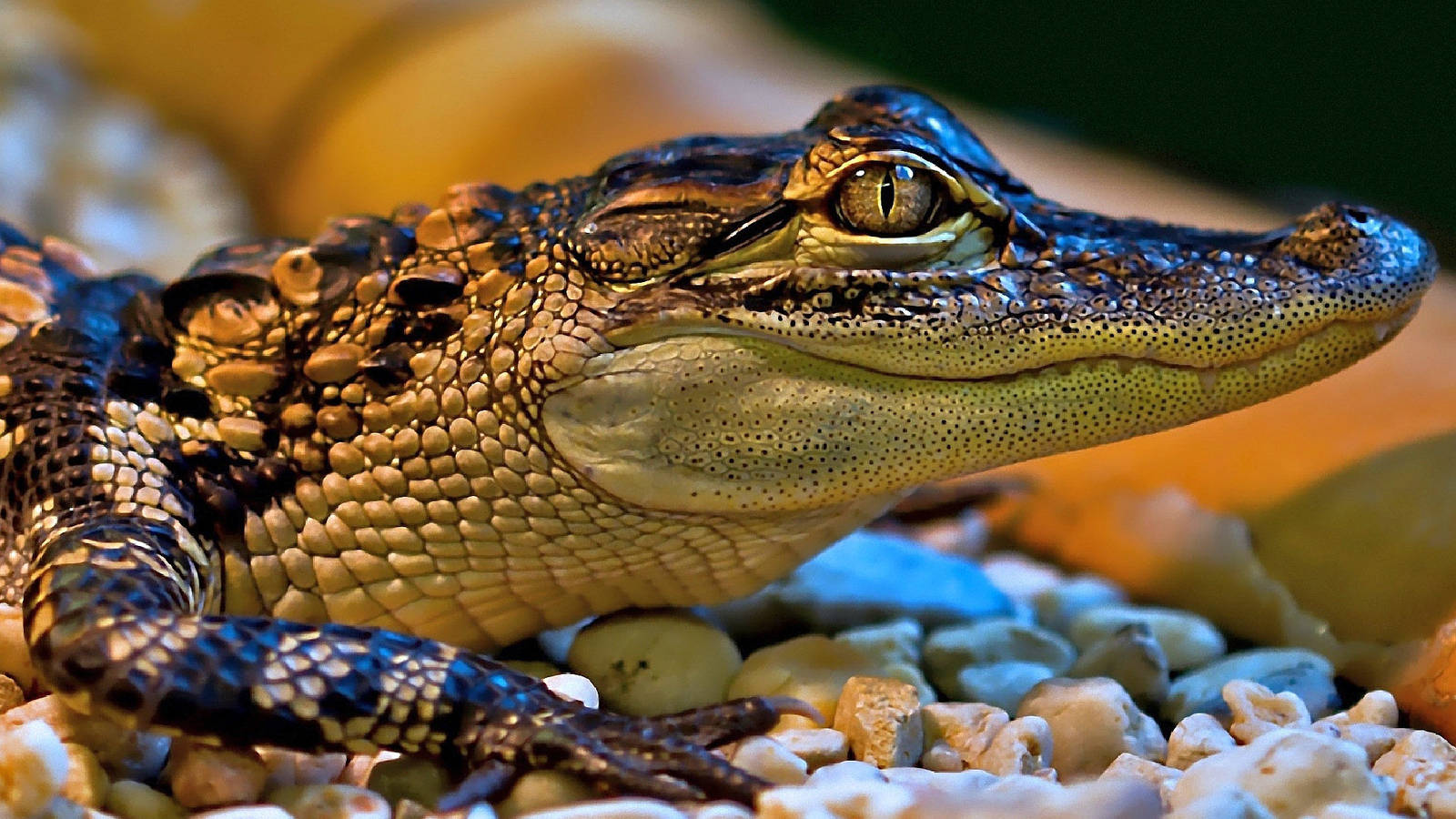 Small Caiman On Pebbles Wallpaper