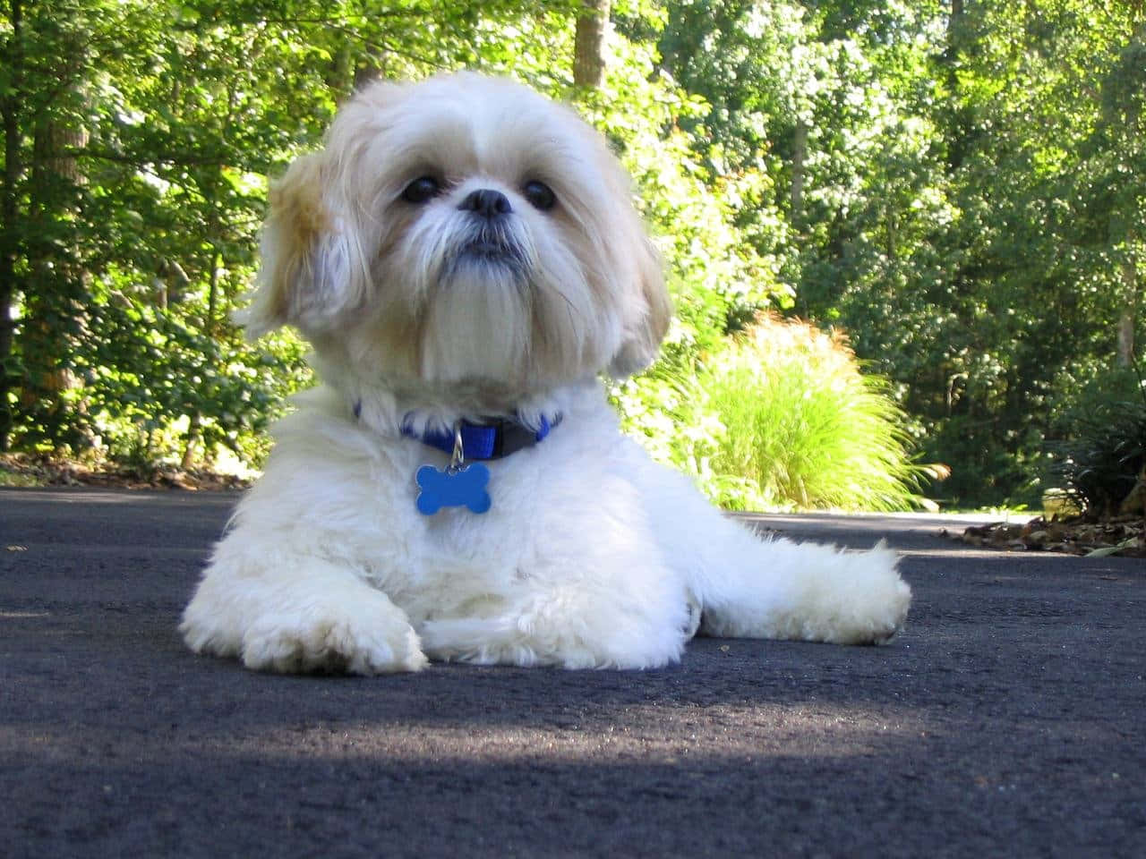 Small Dog Shih Tzu Outdoor Shot Wallpaper