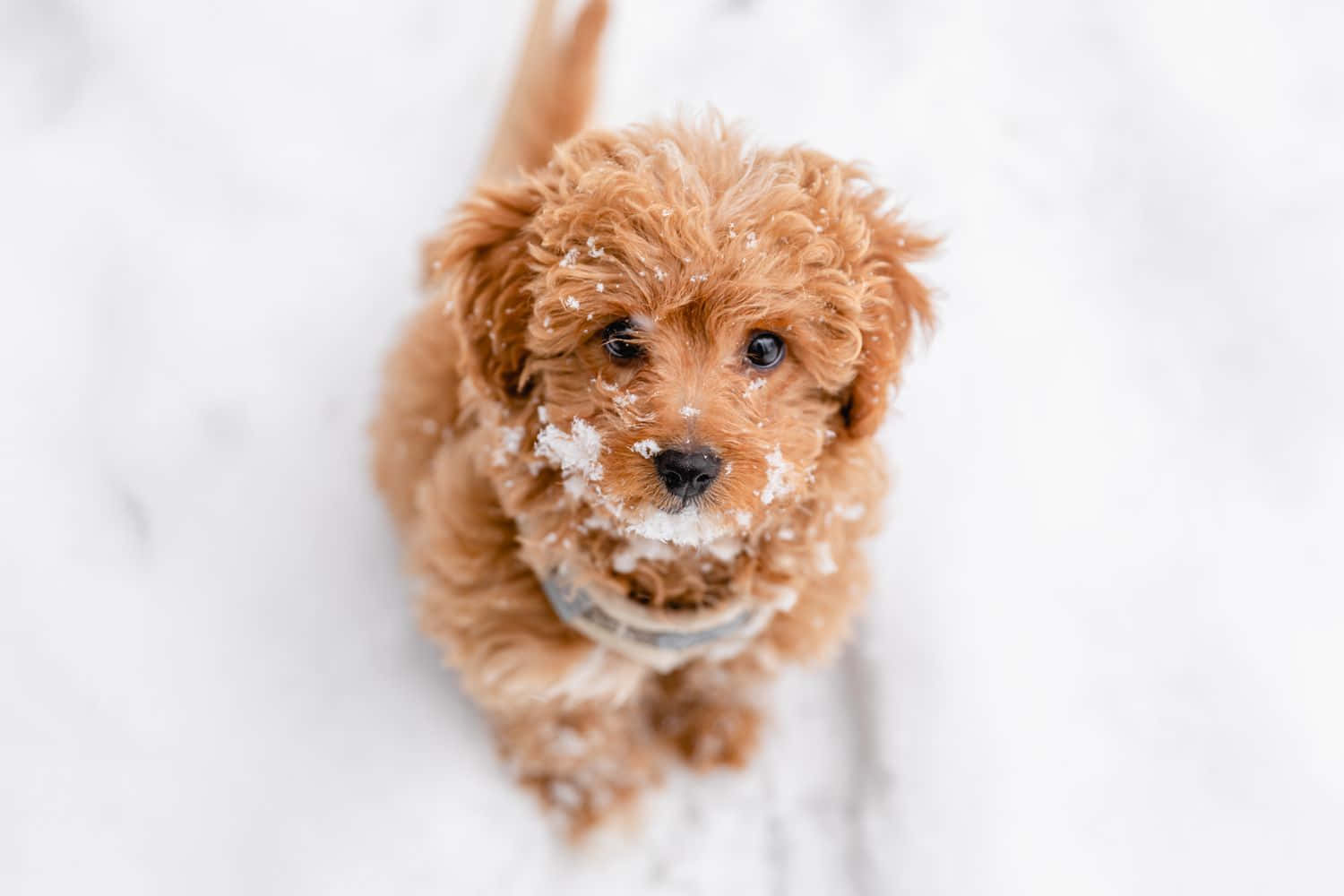 Small Tranquil Dog Enjoying Outdoor Serenity Wallpaper