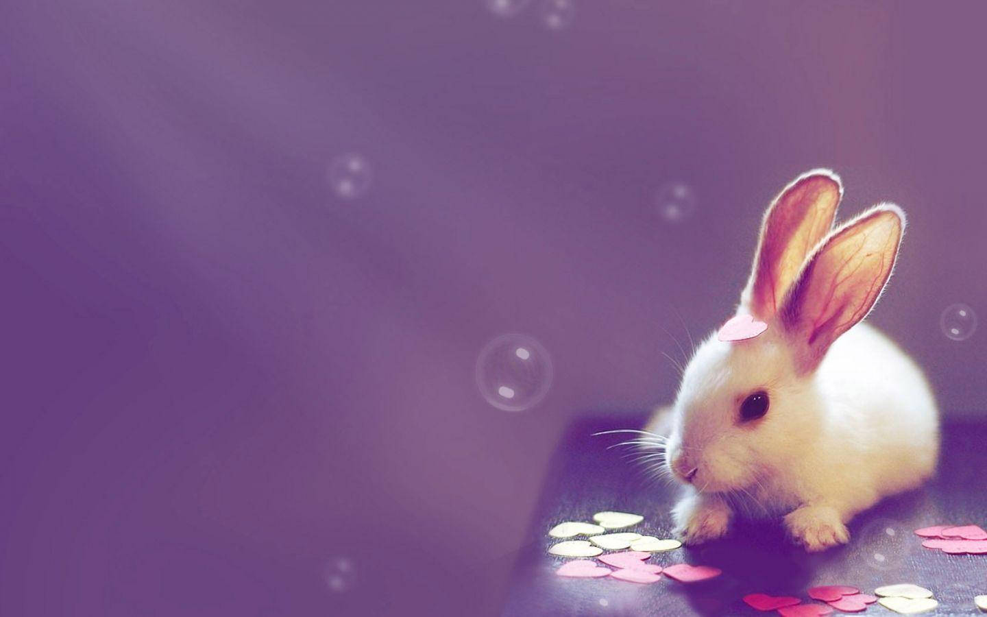 Small White Rabbit Cute Computer Wallpaper