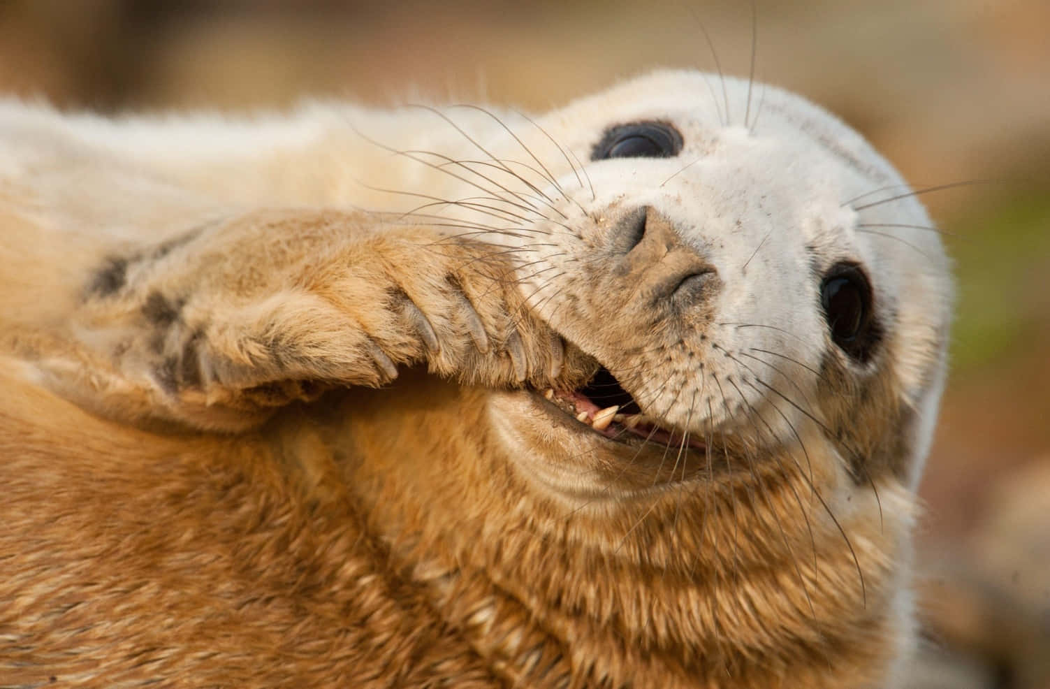 Smiling Seal Portrait Wallpaper