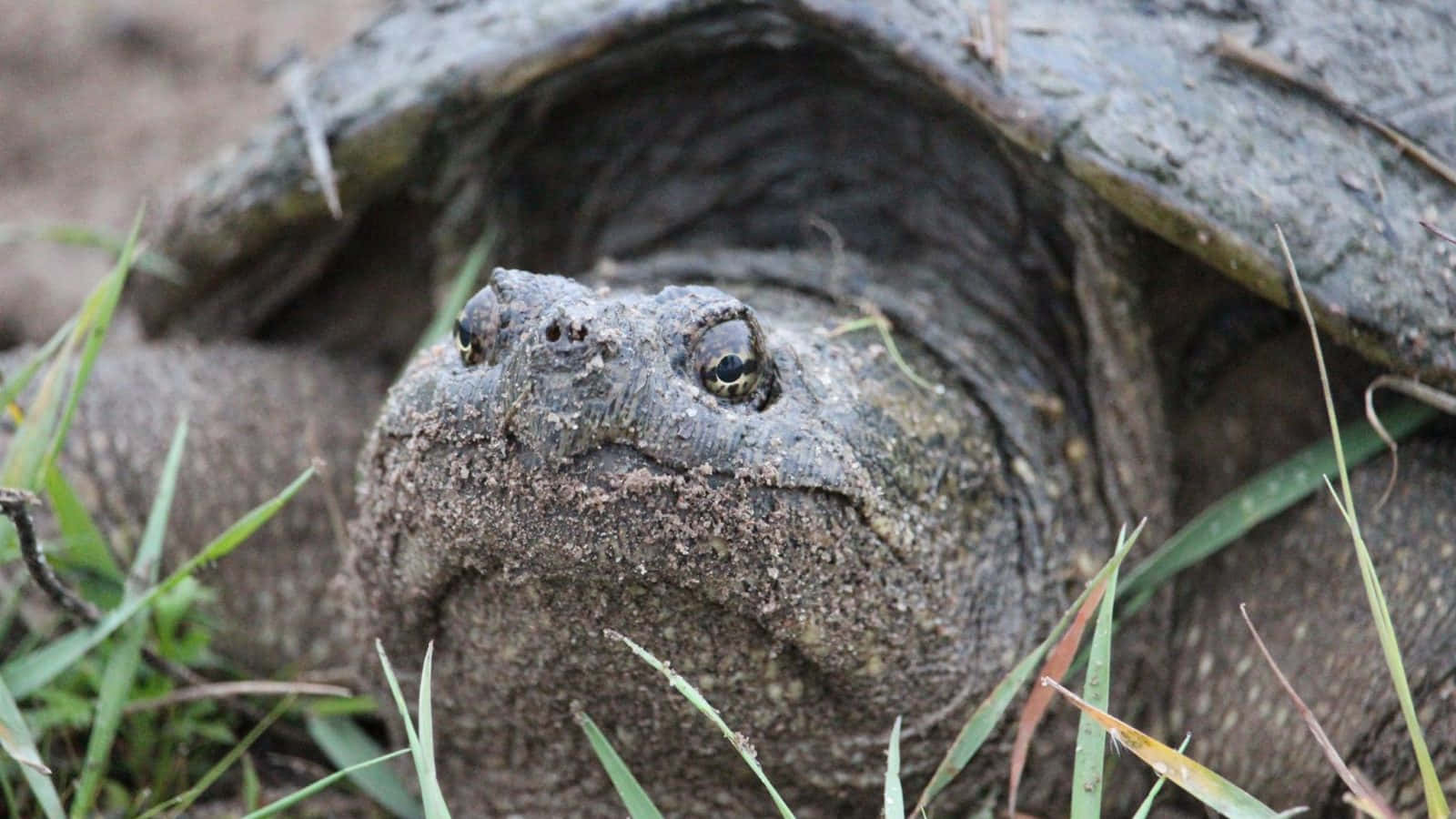 Snapping Turtle Up Close.jpg Wallpaper