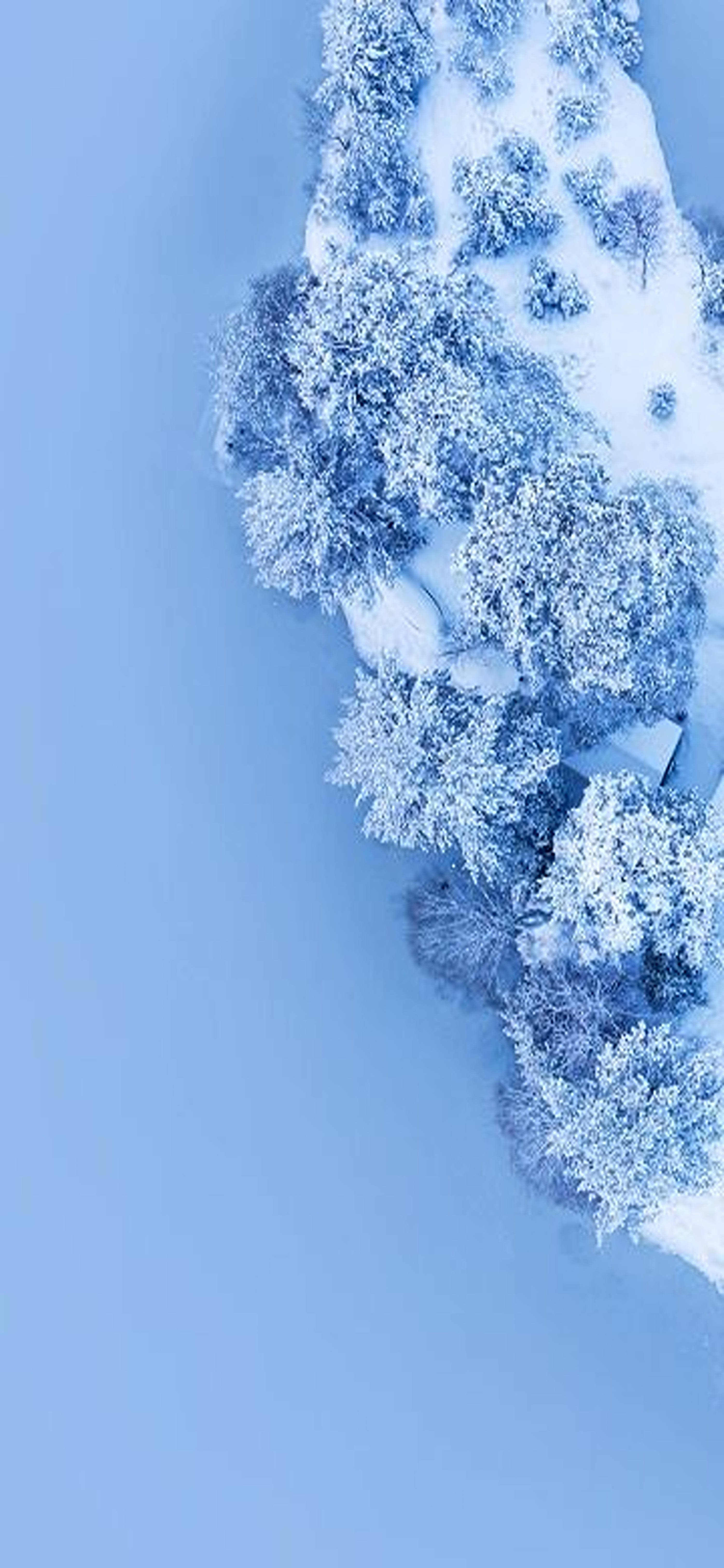 Snow-covered Trees Redmi Note 9 Pro Wallpaper