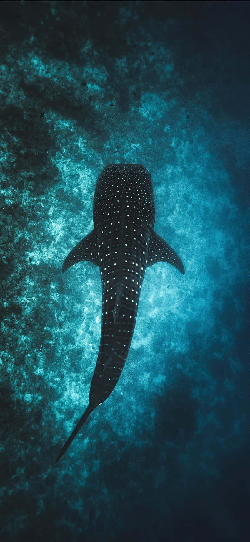 Soak In The Beauty Of The Ocean With Our Ocean Aesthetic Phone Wallpaper