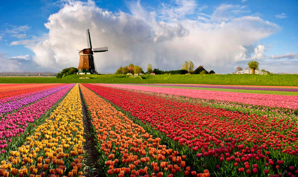 “soaking Up The Sun In Amsterdam Spring” Wallpaper
