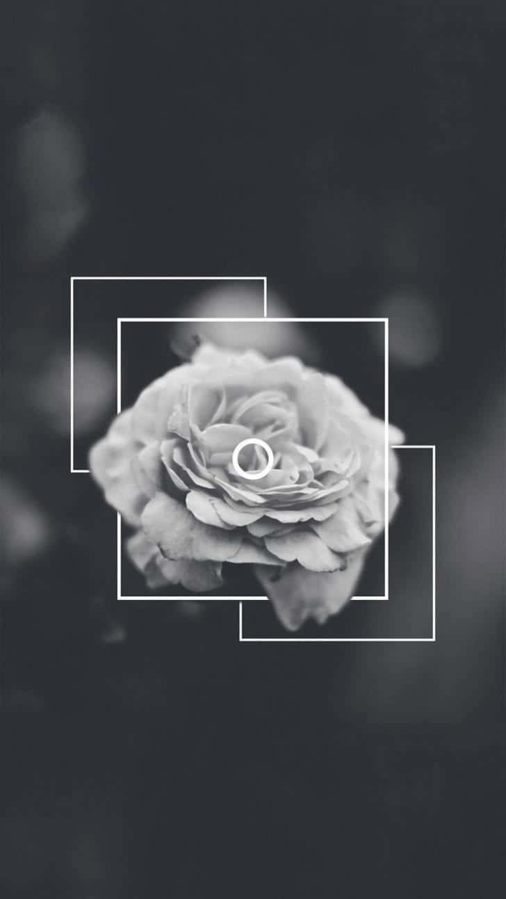 Soft White Aesthetic Flower Wallpaper