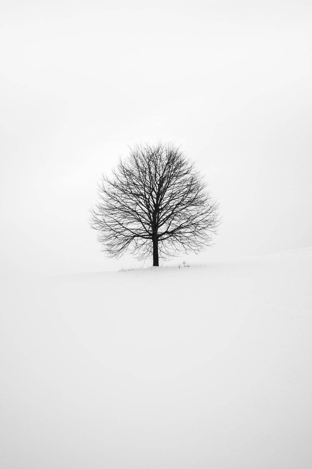 Solemn White Tree Sketch On A Blank Background Wallpaper