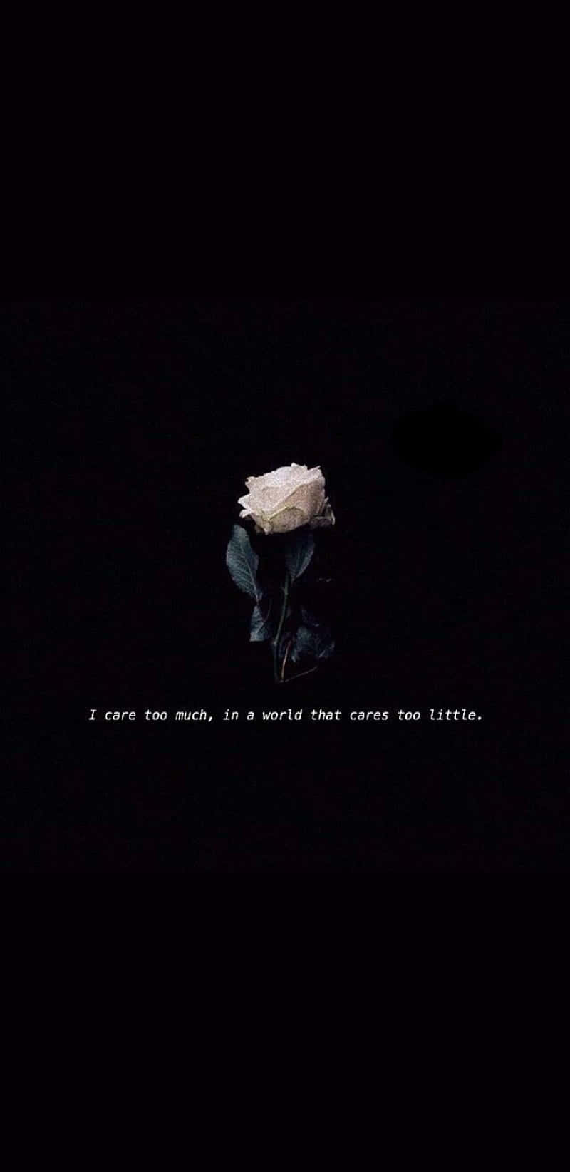 Solitary_ Rose_ In_ Darkness Wallpaper