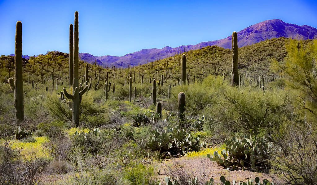 Sonoran Desert Tucson Arizona Wallpaper