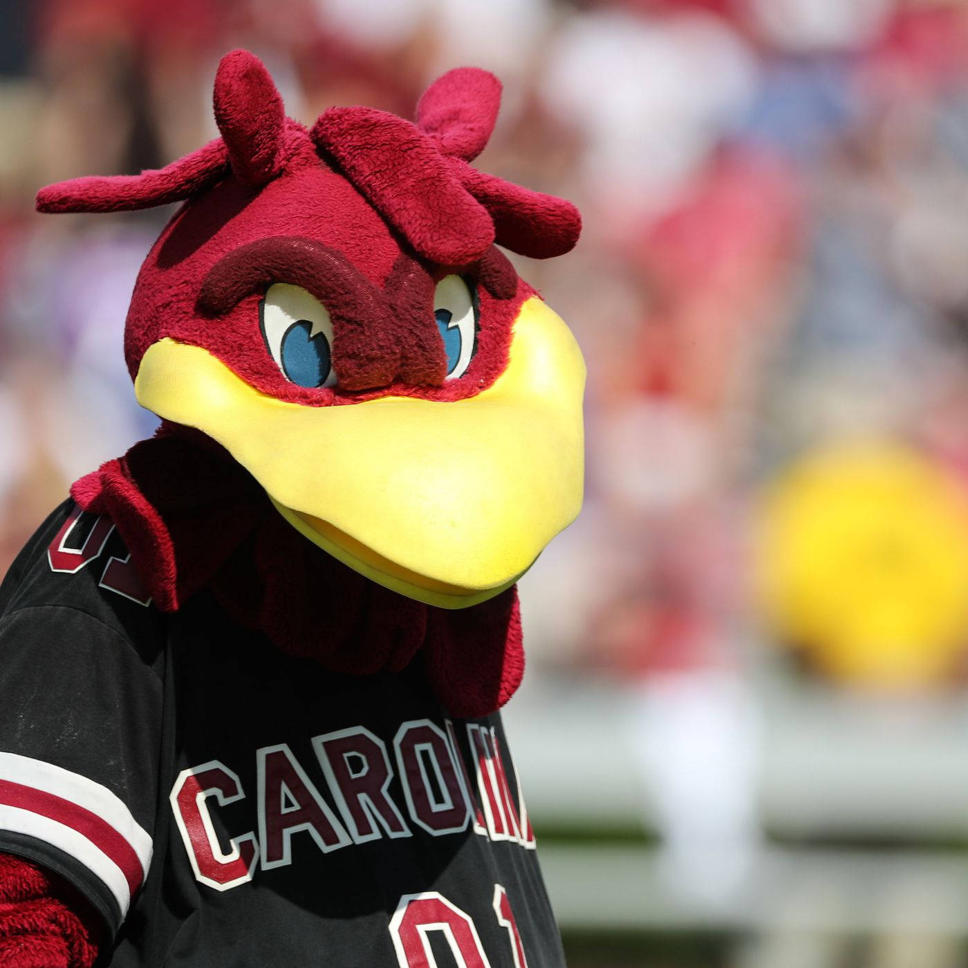 South Carolina Gamecocks Sports Mascot Wallpaper