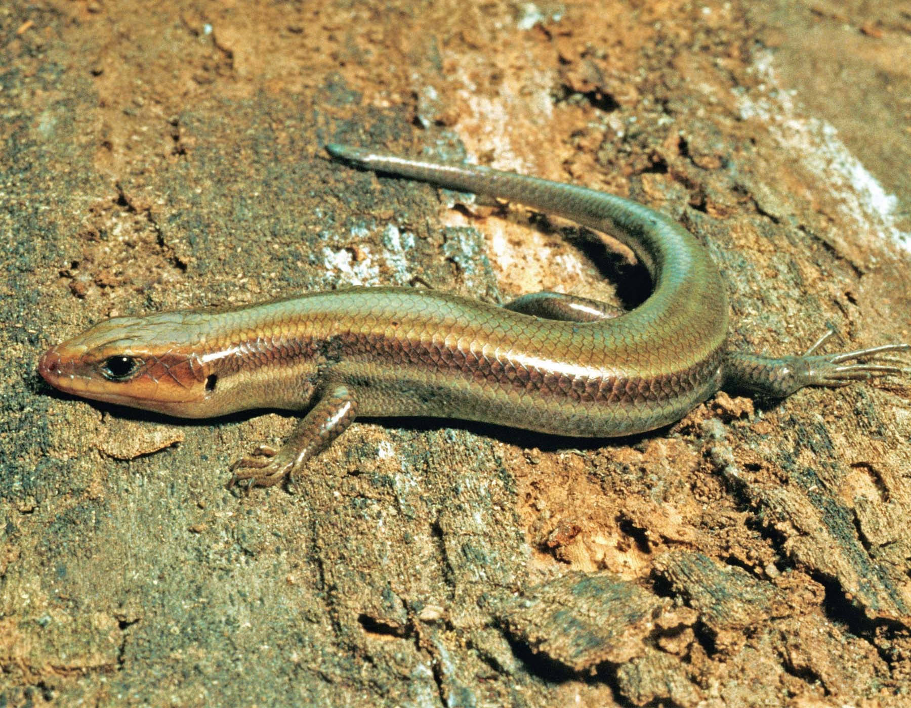 Southern Coal Ground Skink Missouri Wallpaper