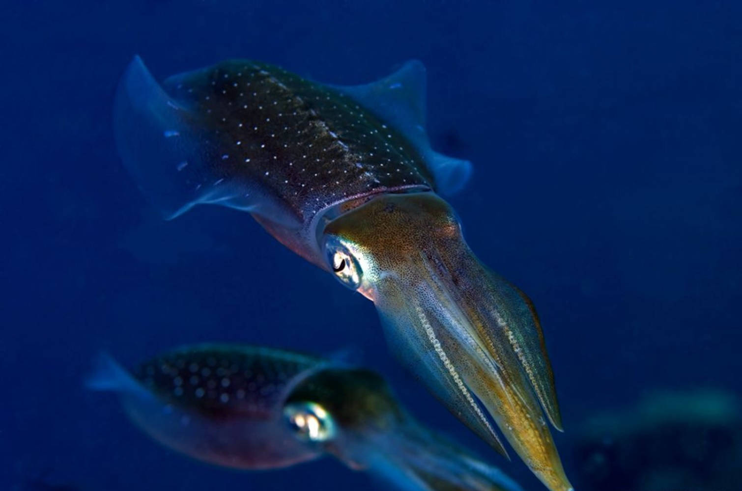 Southern Pygmy Calamari Wallpaper