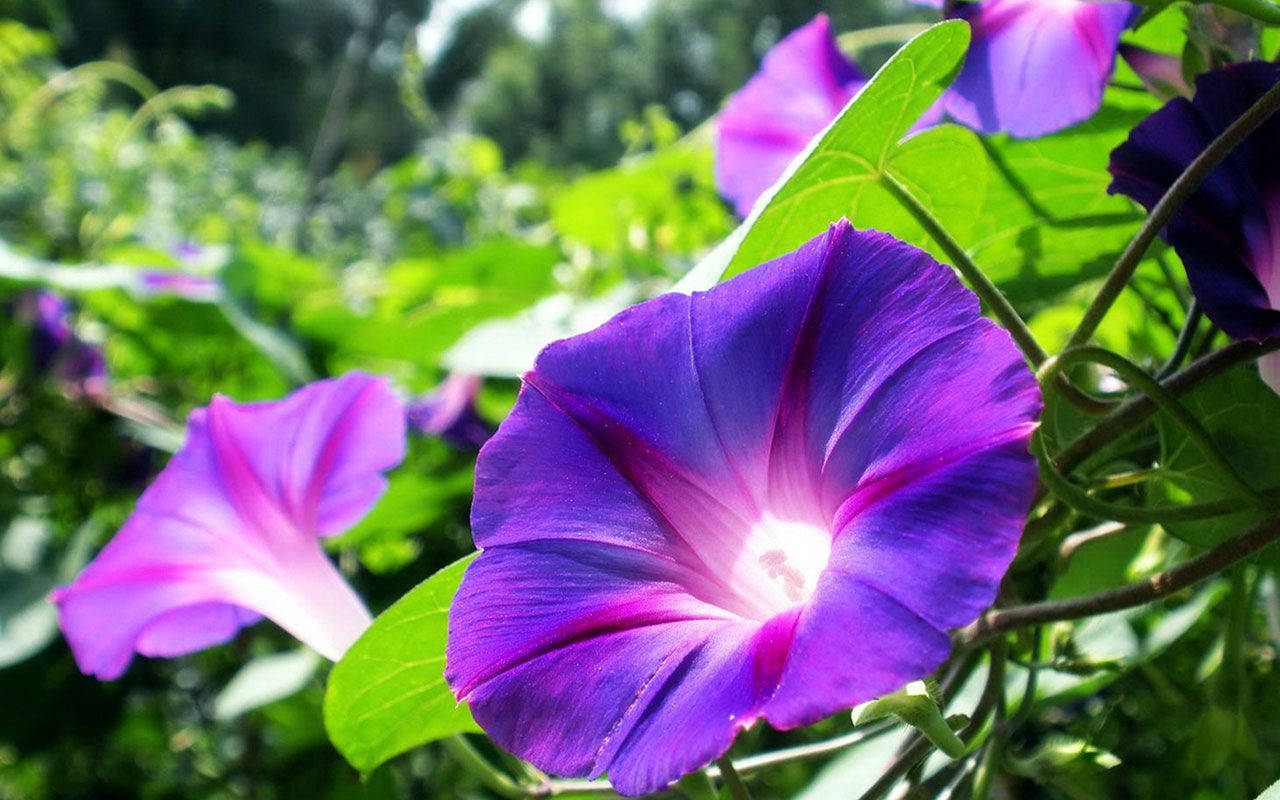Splendid Purple Flower Morning Glory Wallpaper
