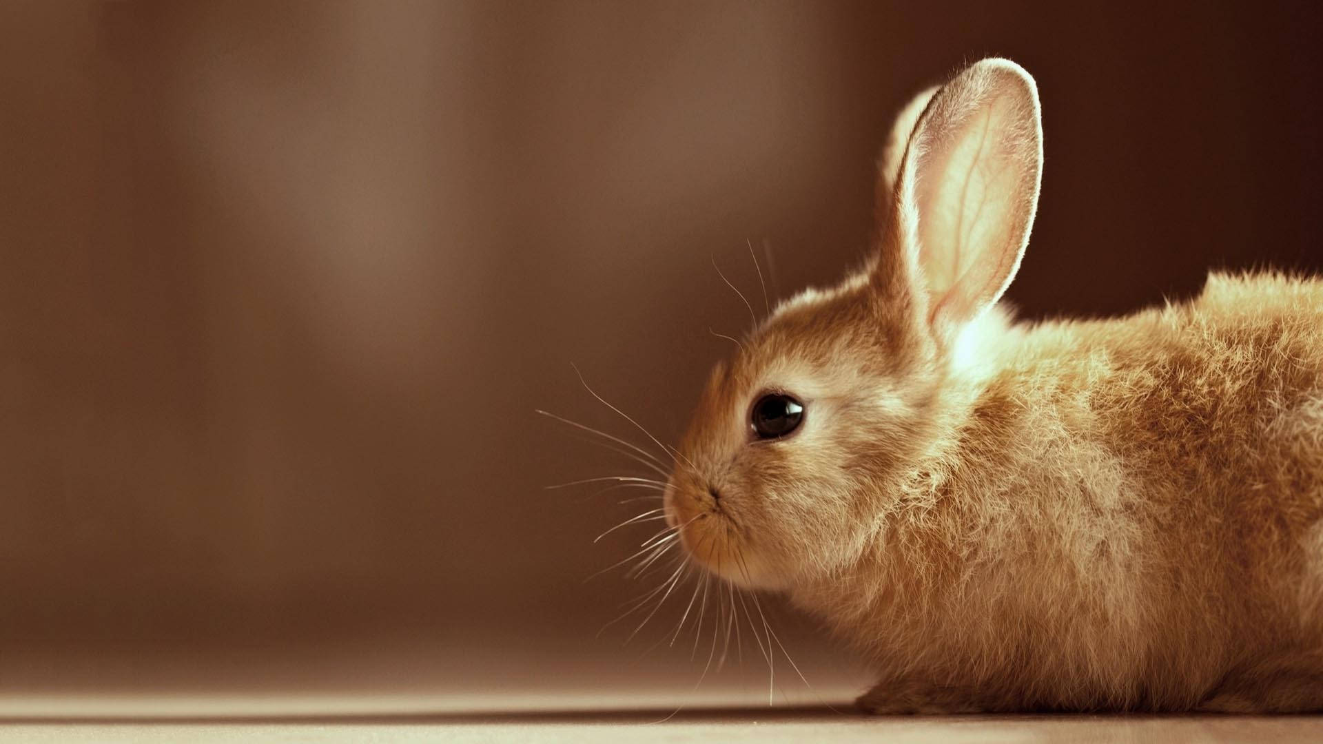 Download free Splendidly Cute Brown Bunny Wallpaper - MrWallpaper.com