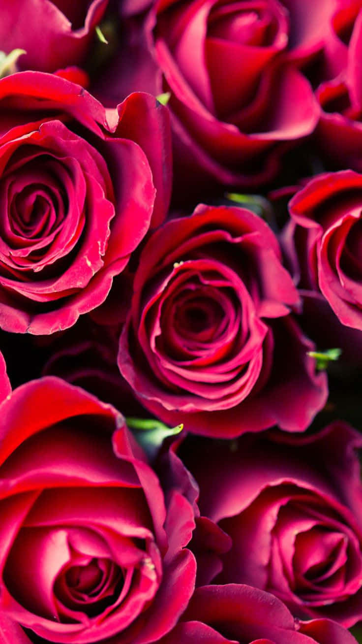 Spread The Love This Valentines Day With An Iphone Wallpaper