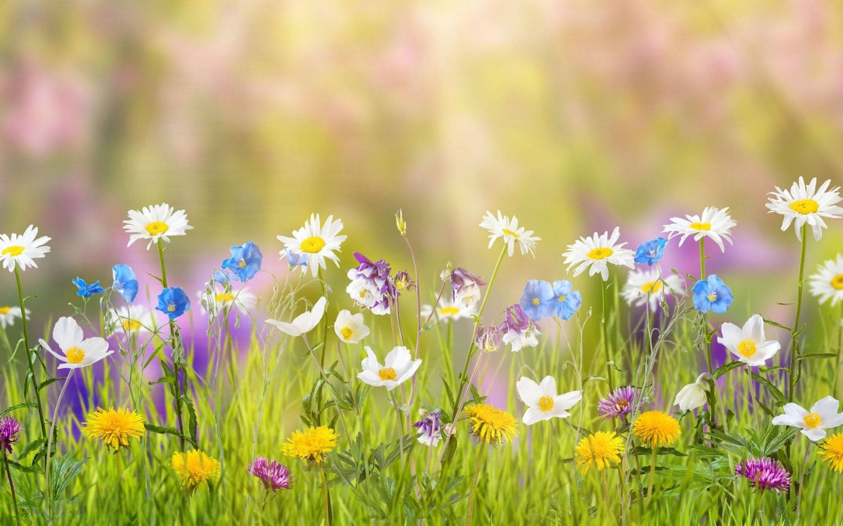 Spring Aesthetic Tiny Flowers Wallpaper