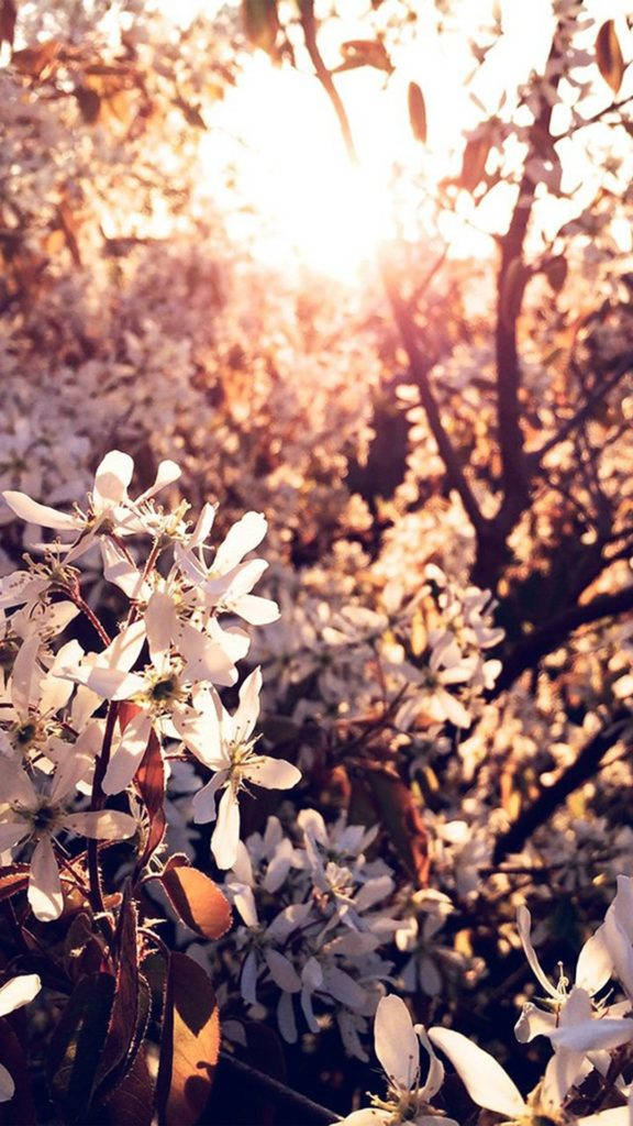 Spring Sunrise Flower Iphone Wallpaper