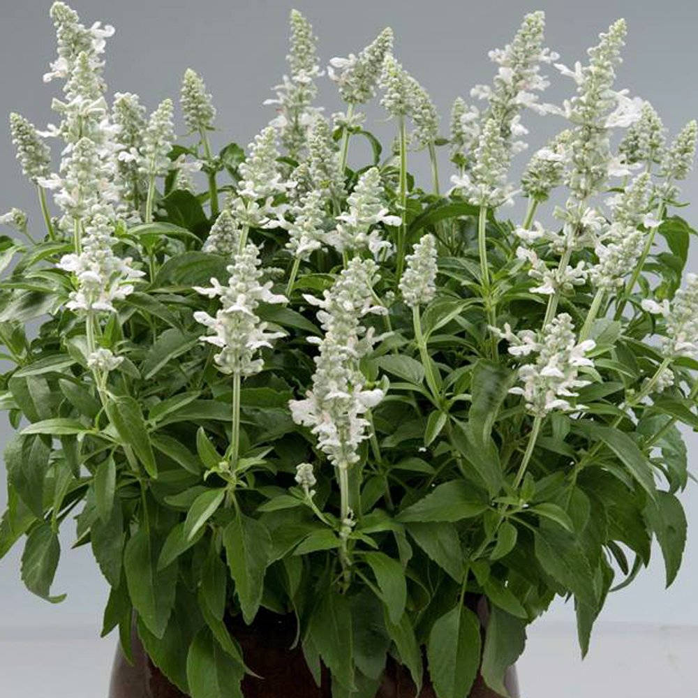 Ssallyfun White Sage Plant Wallpaper