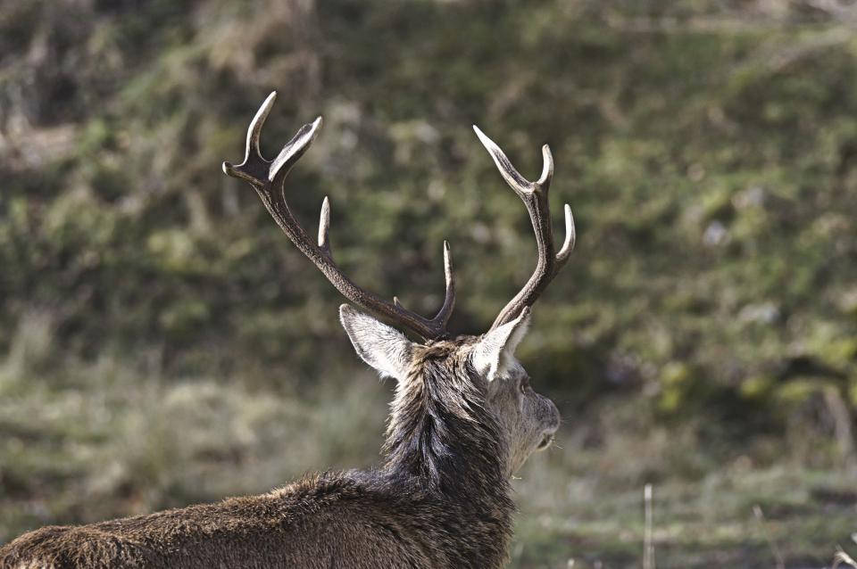 Stag With Big Antlers Deer Hunting Wallpaper