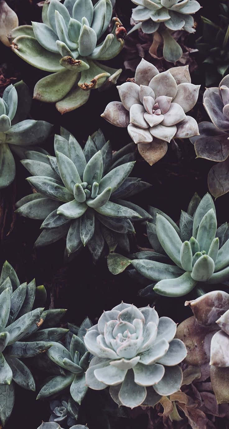 Stay Connected With Nature And Your Loved Ones With Plant Phone Wallpaper