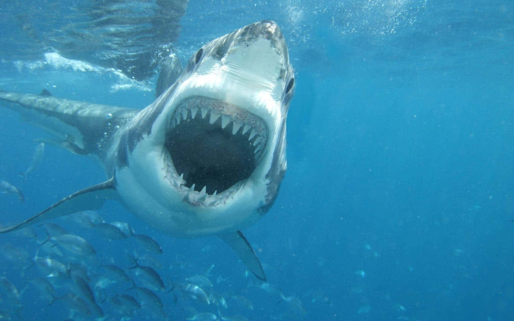 Steer Clear Of This Scary Shark Wallpaper