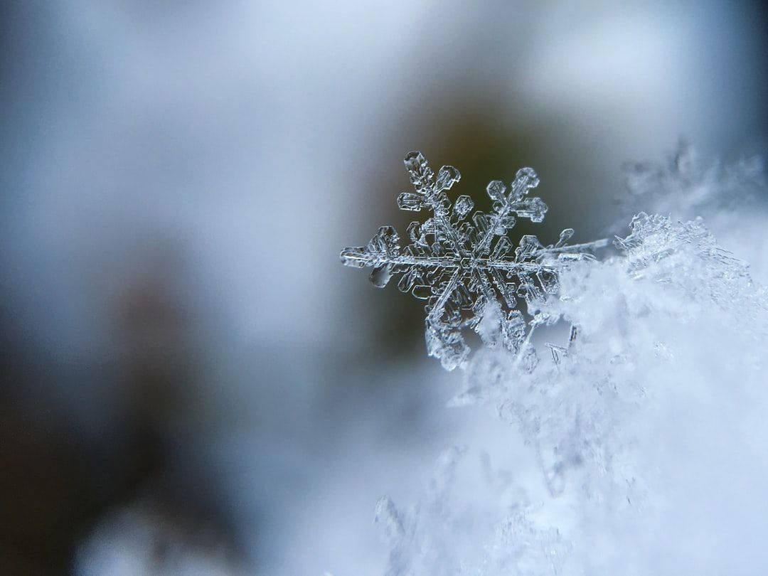 Stellar Dendrite Snowflake Wallpaper