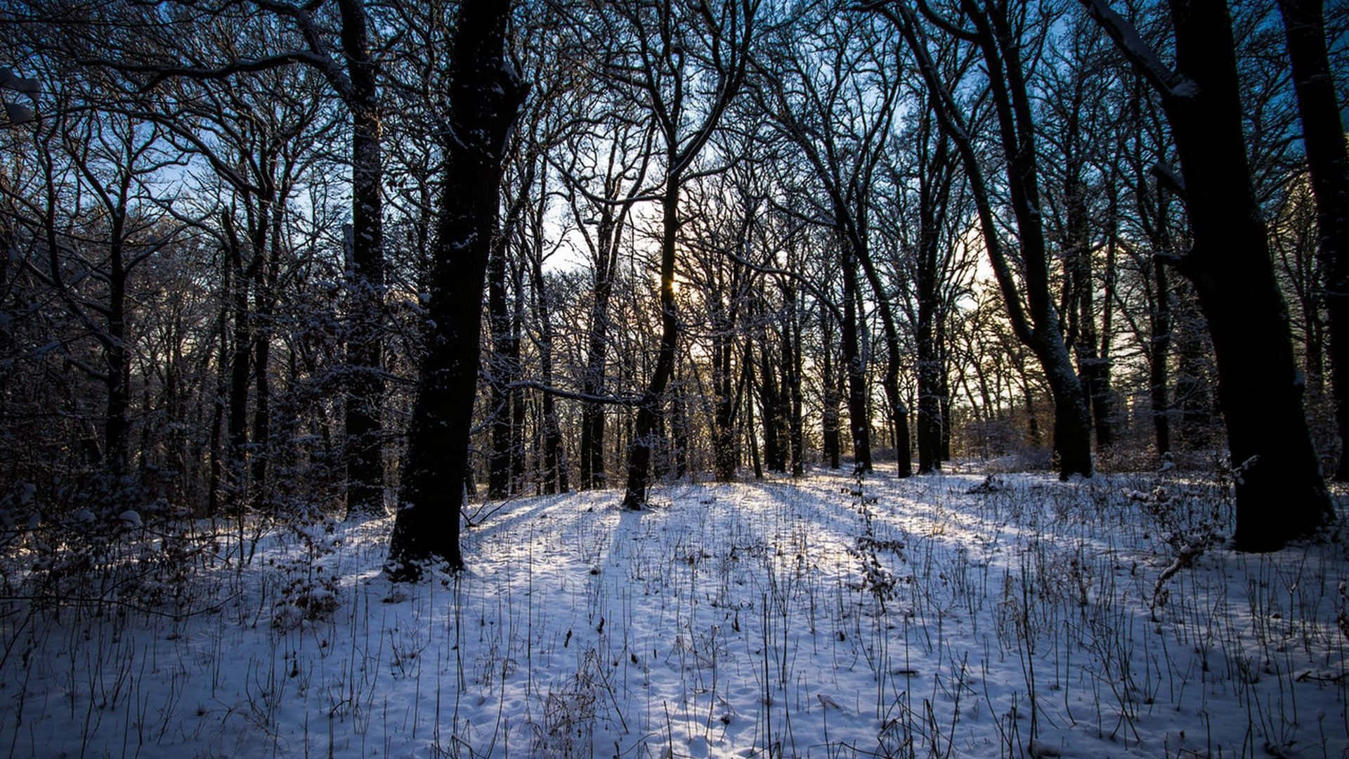 Stepping Through The Winter Forest Wallpaper