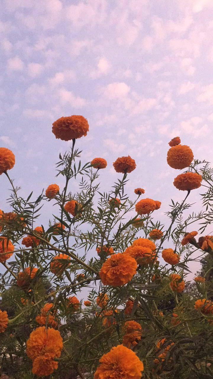 Stunning Display Of Orange Florals Wallpaper