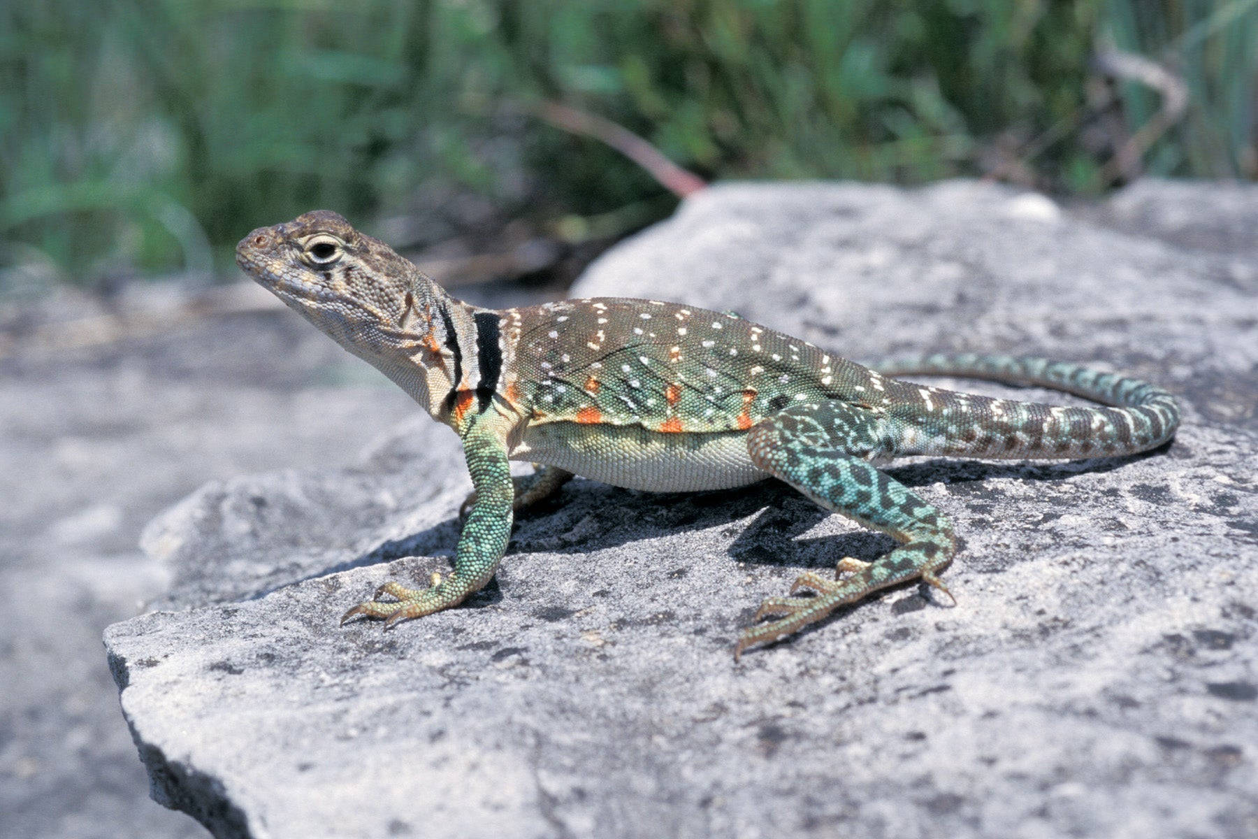 Stunning Eastern Collared Lizard Basking On A Gray Rock Wallpaper