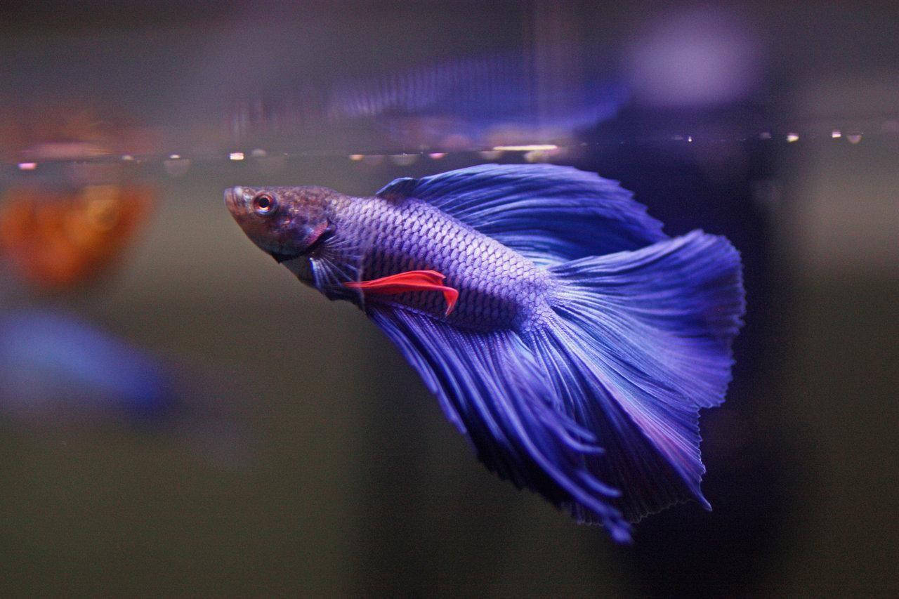 Stunning Violet Betta Fish In Crystal Clear Water Wallpaper