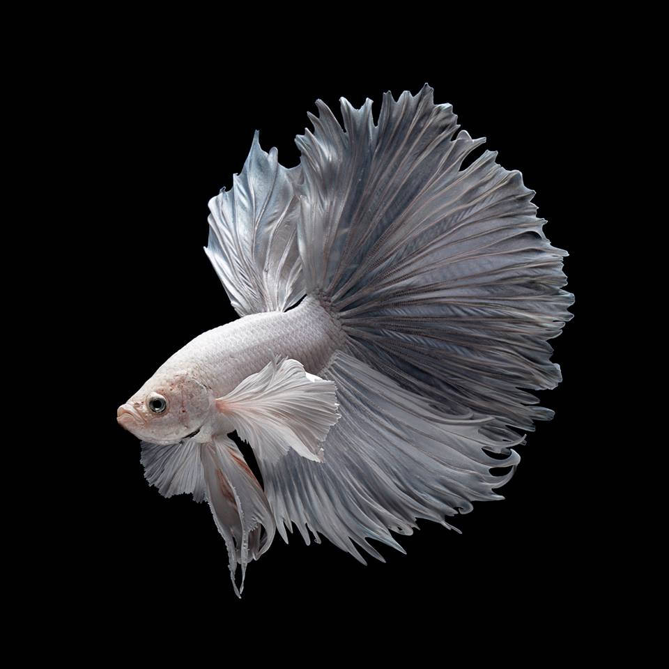 Stunning White Betta Fish In Vibrant Waters Wallpaper