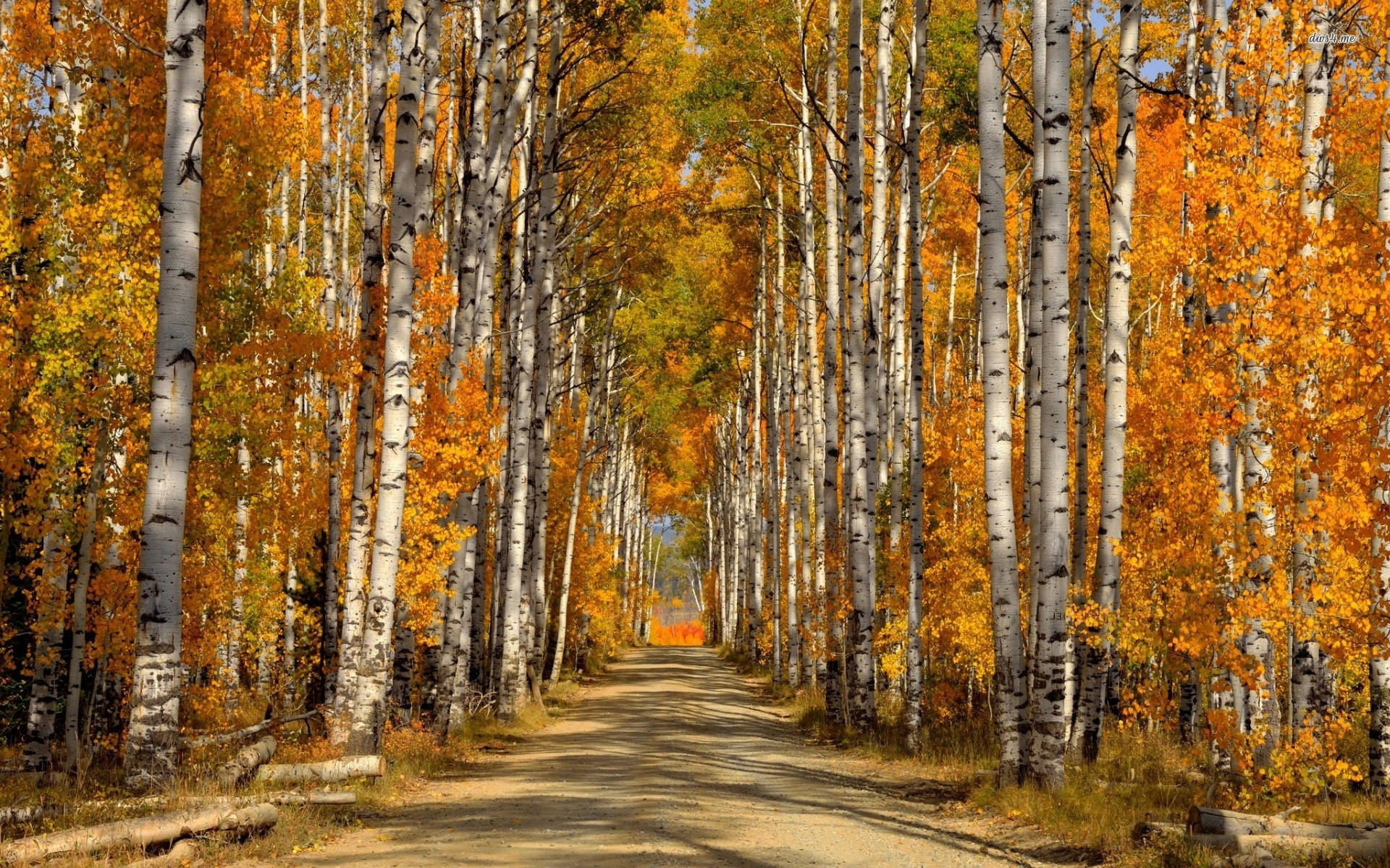 Stunning White Birch Tree Park Wallpaper