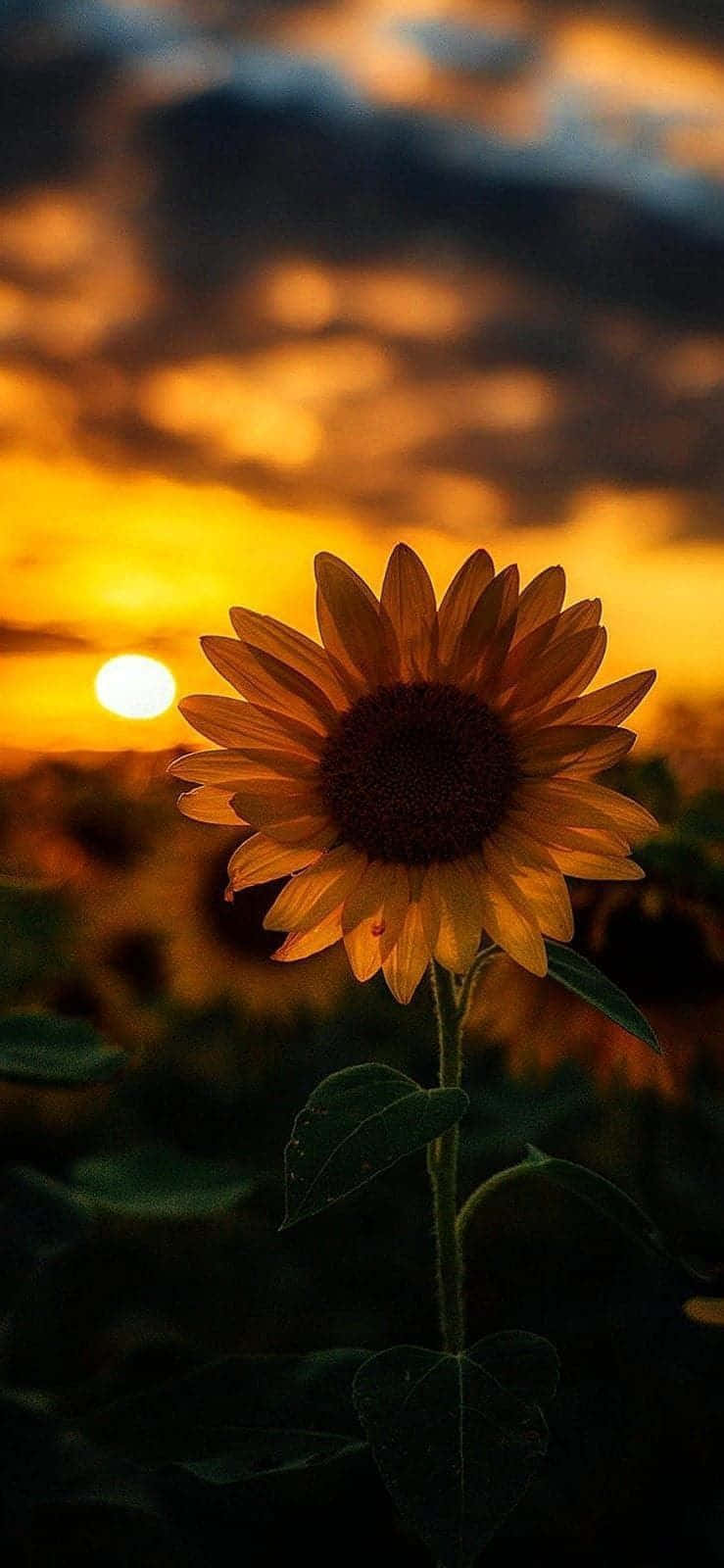 Sun Setting On A Sunflower Aesthetic Iphone Wallpaper