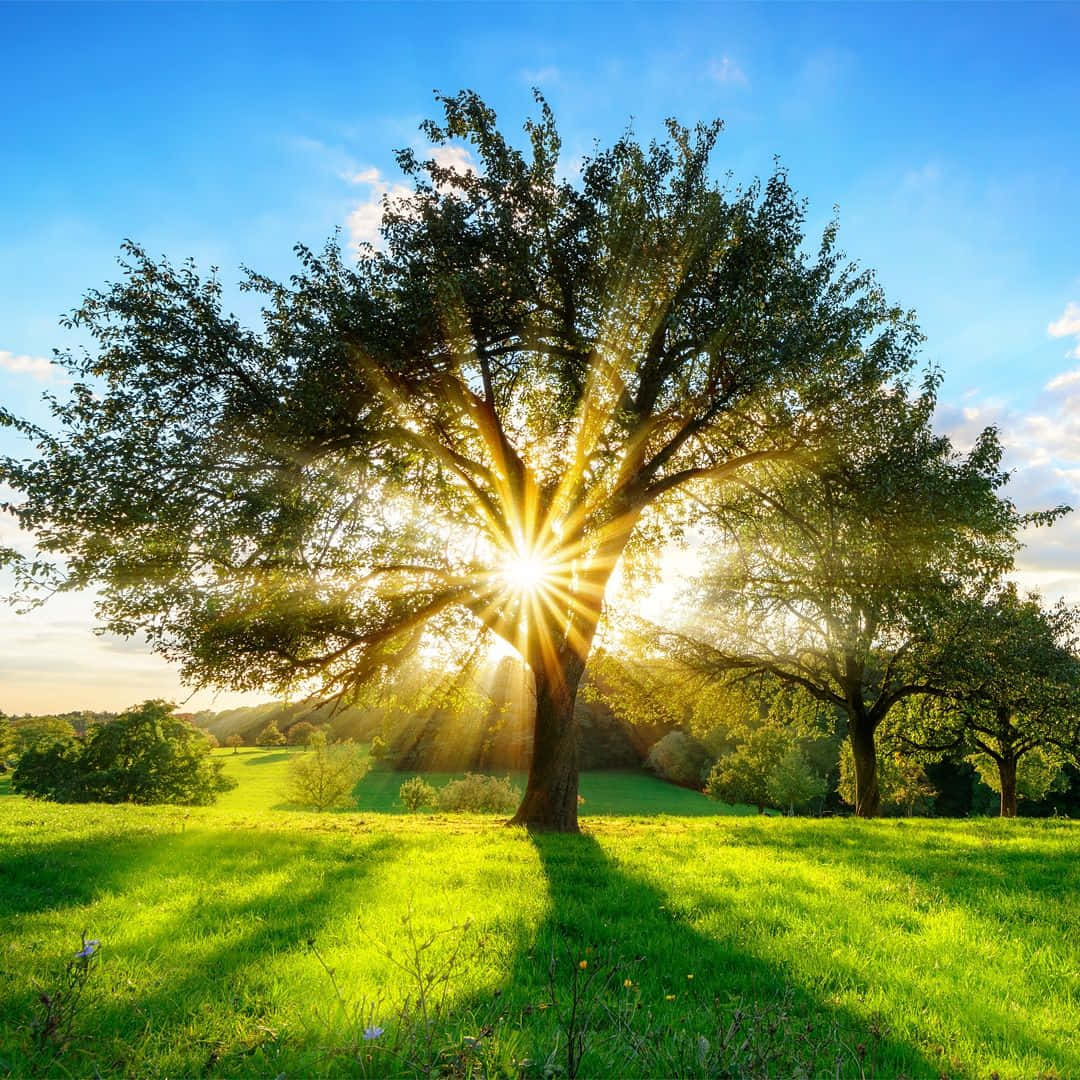 Sunburst Through Tree Morning Sunrise Wallpaper