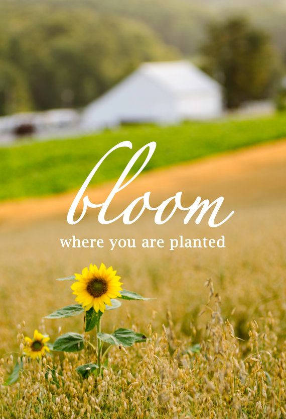 Sunflower Field Bloom Wallpaper