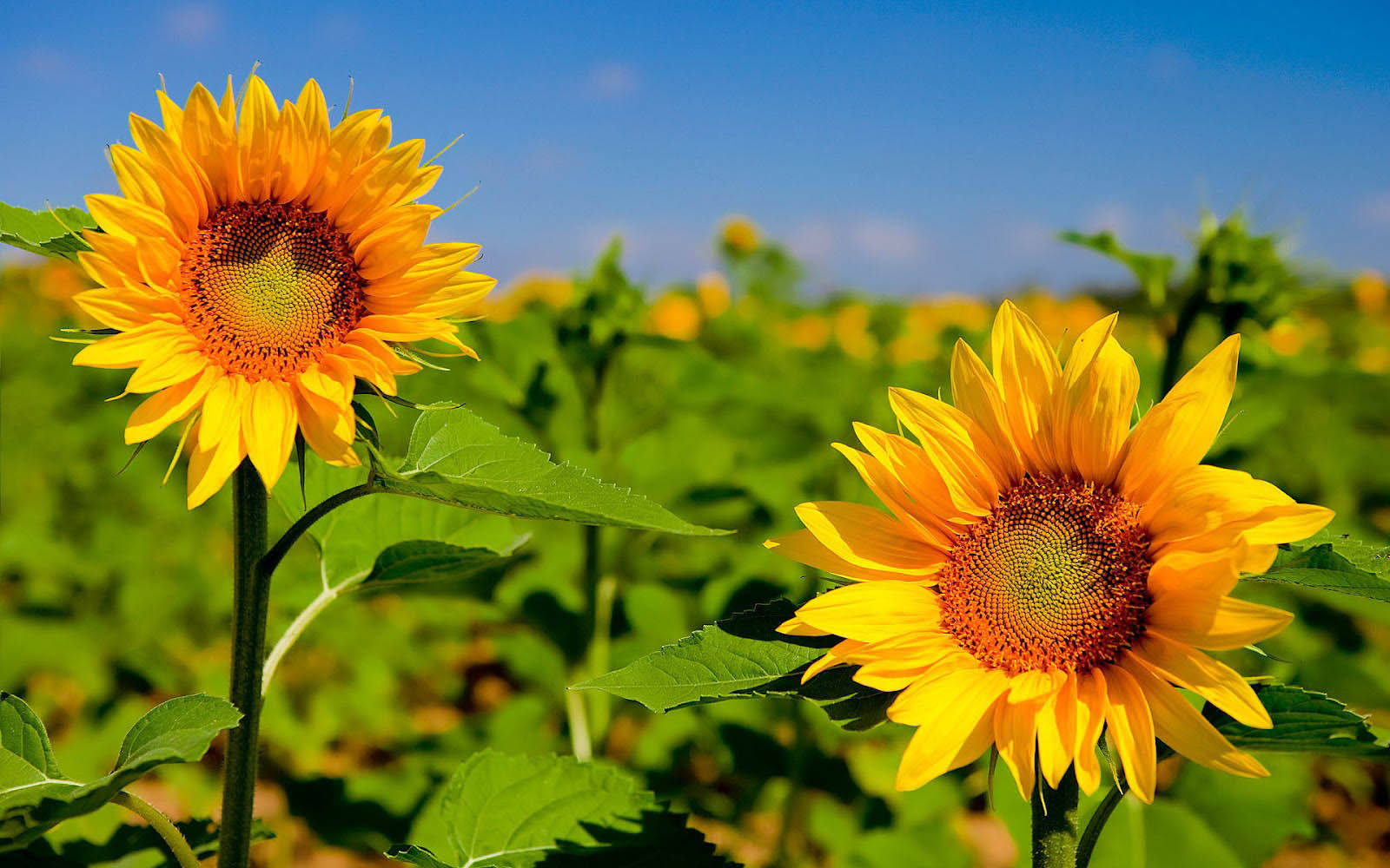 Sunflower In A Field Of Sunshine Wallpaper