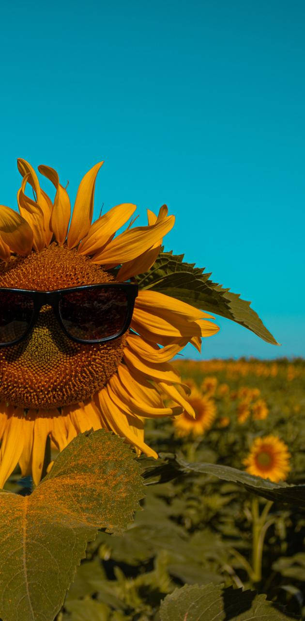 Sunflower With Sunglasses Summer Iphone Wallpaper
