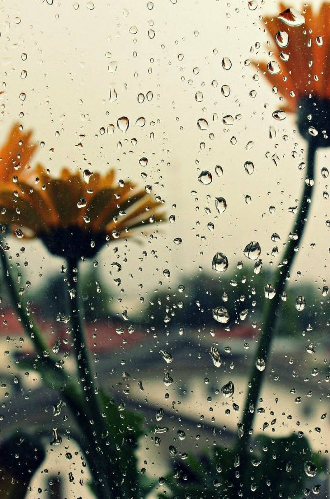 Sunflowers And The Beautiful Rain Wallpaper