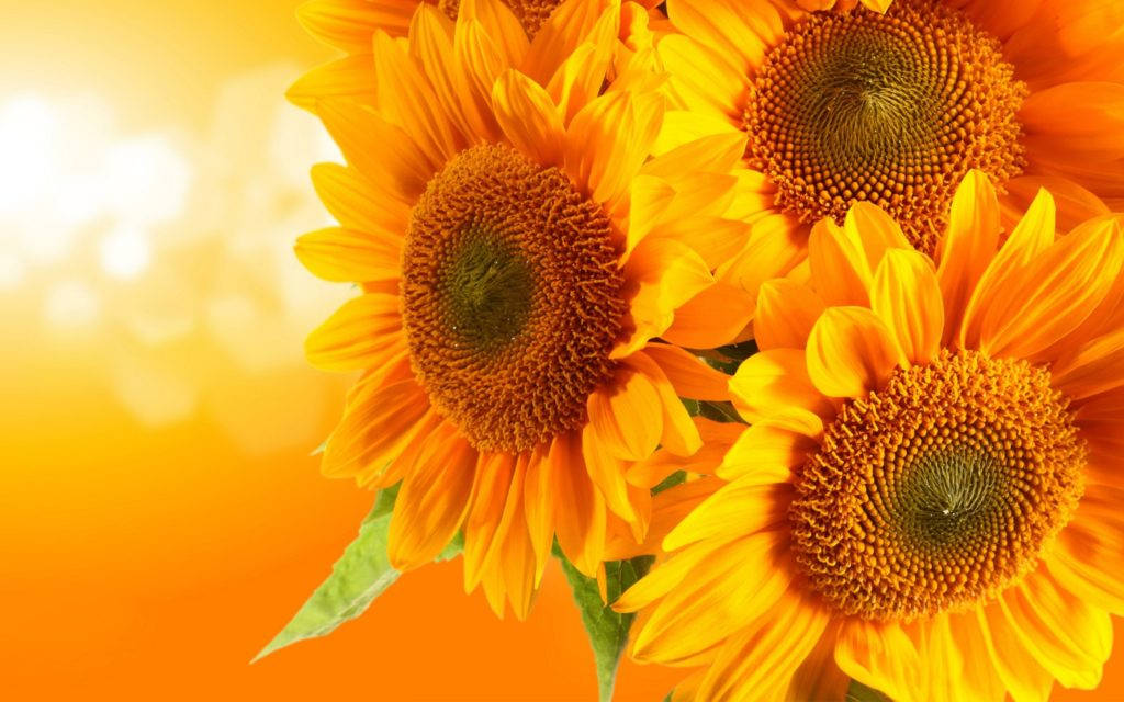 Sunflowers In Orange And Yellow Background Wallpaper