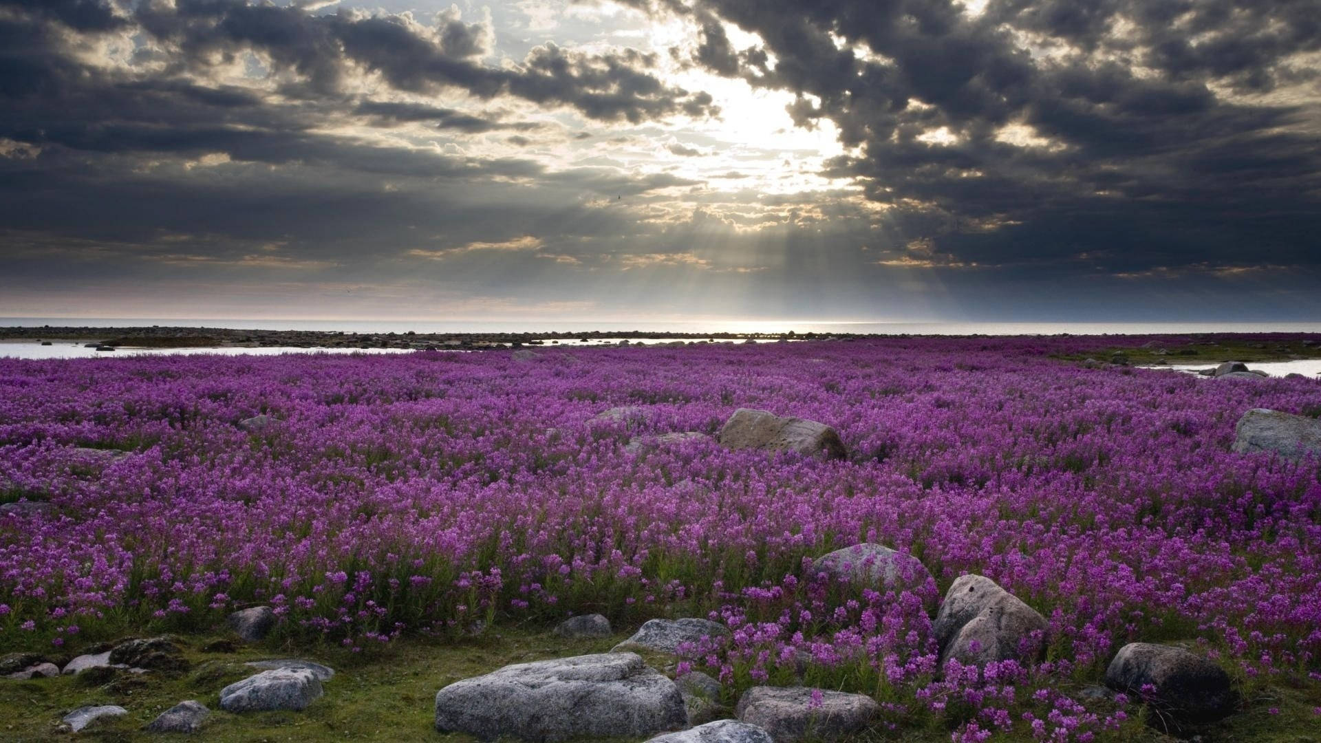 Sunlight Above Lavender Desktop Wallpaper